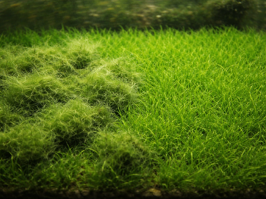 Aperçu d’un tapis low-tech d’aquarium : zones envahies d’algues vertes filamenteuses et zones propres.