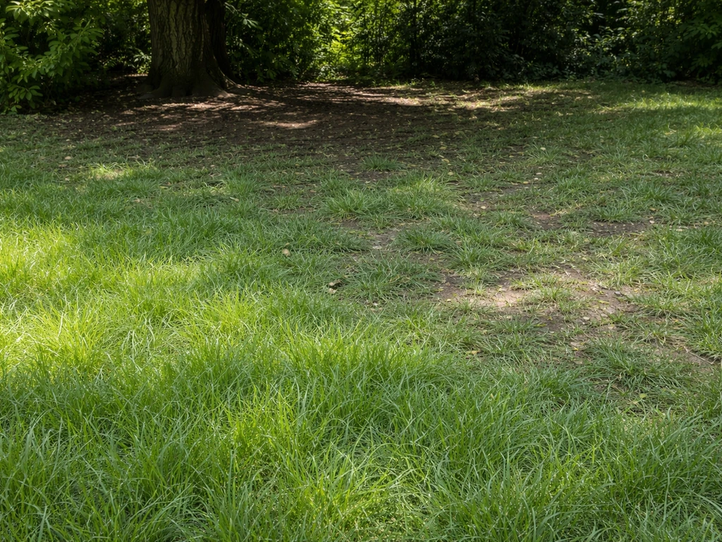 Pelouse à l’ombre sous un arbre, herbe moins dense avec sol plus humide et zones plus claires.